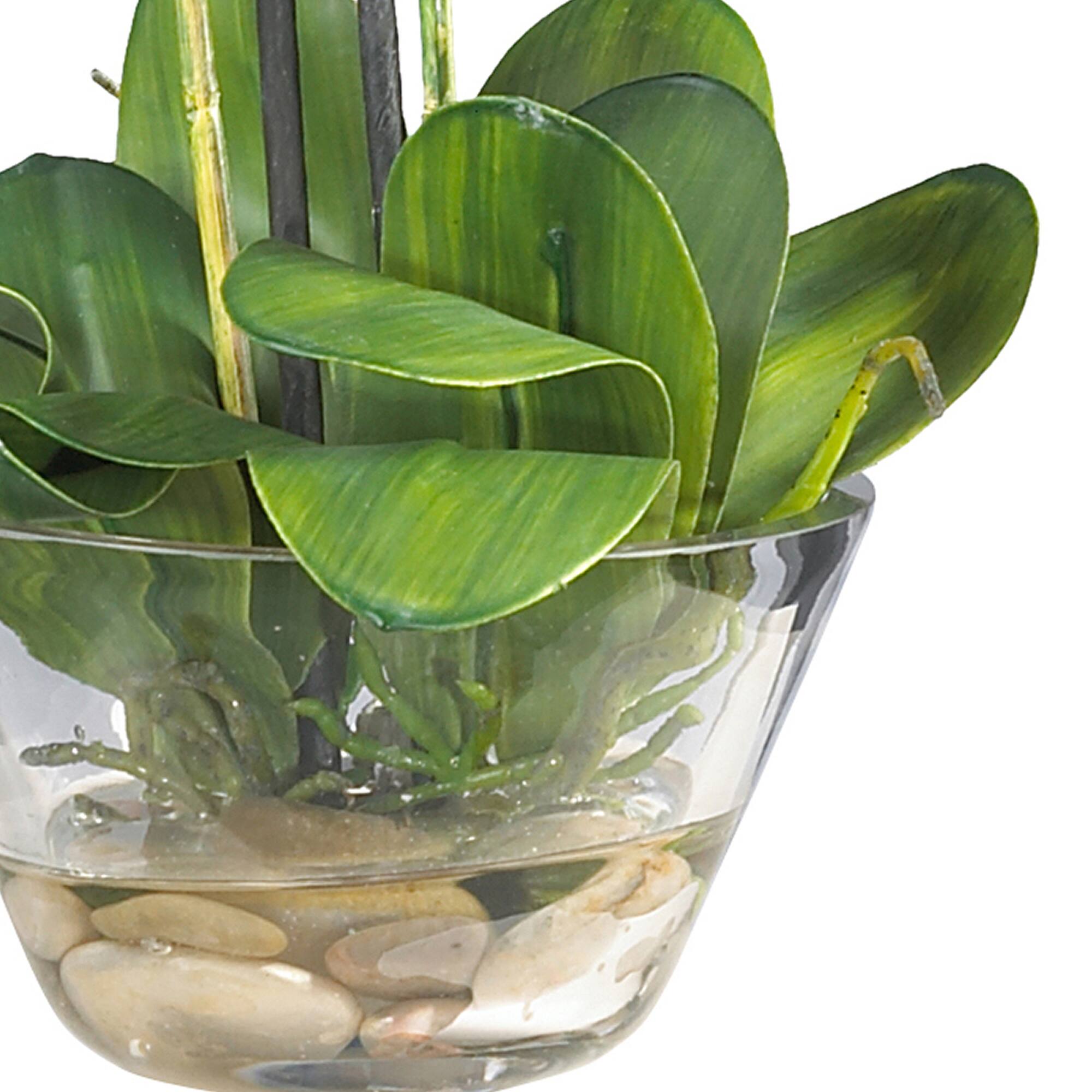 18" Moth Orchid Arrangement in Glass Vase